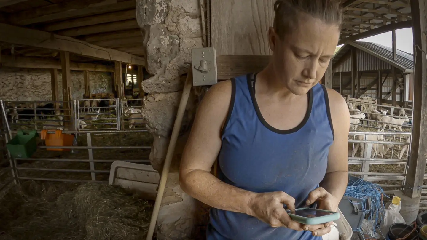 A farmer checking her phone in a sheep barn