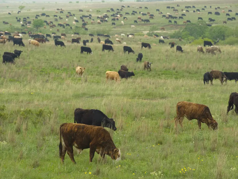 Cattle grazing on open pasture