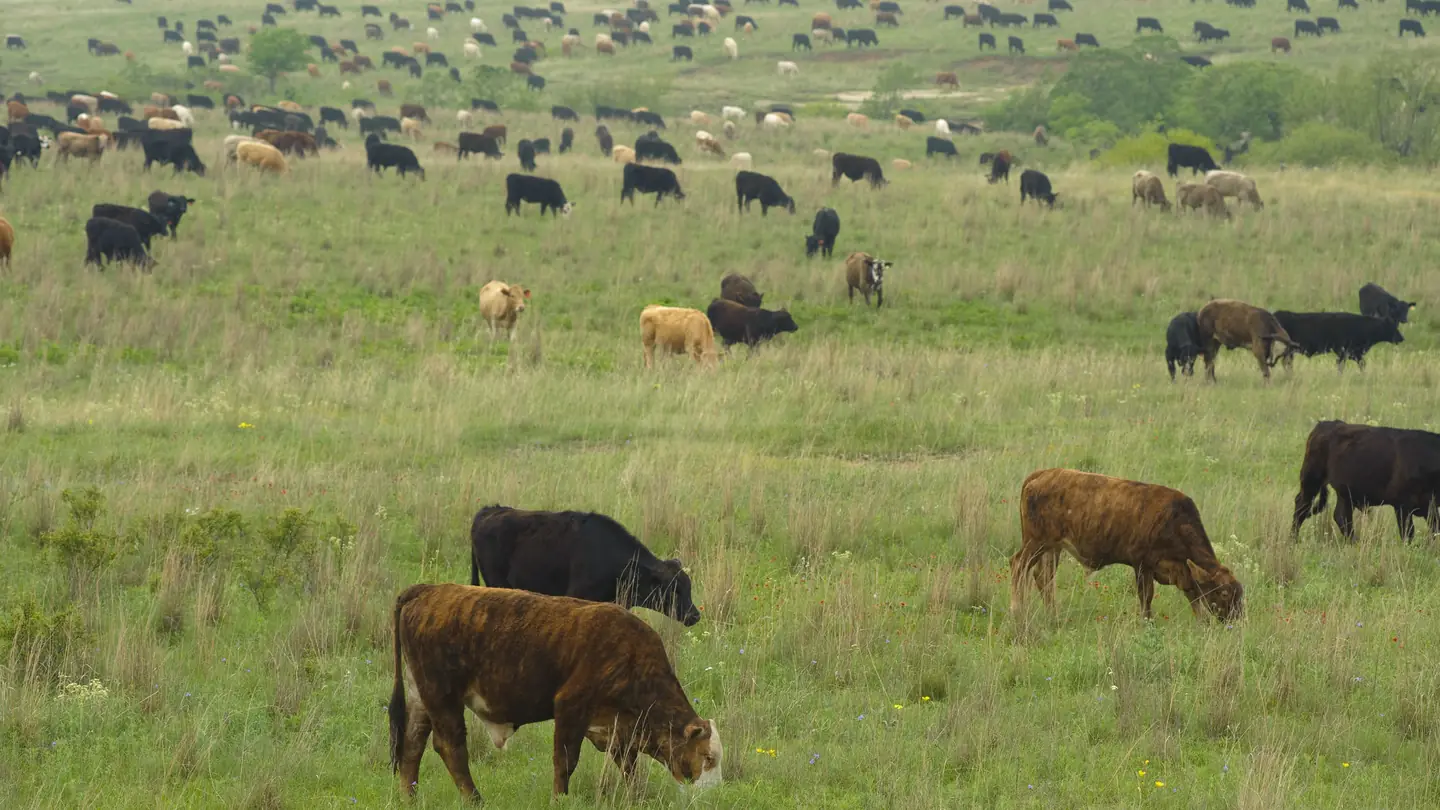 Cattle grazing on open pasture