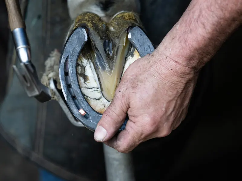 A farrier's hand holding a new shoe against a horse's hoof, with the hammer ready