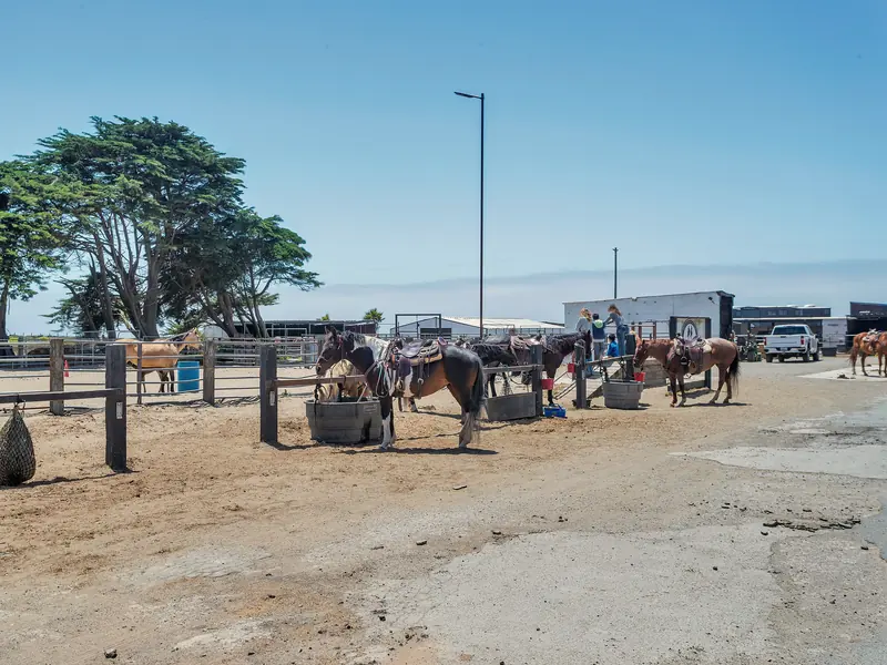 Saddled trail horses tied at the hitching rails under the cypress trees