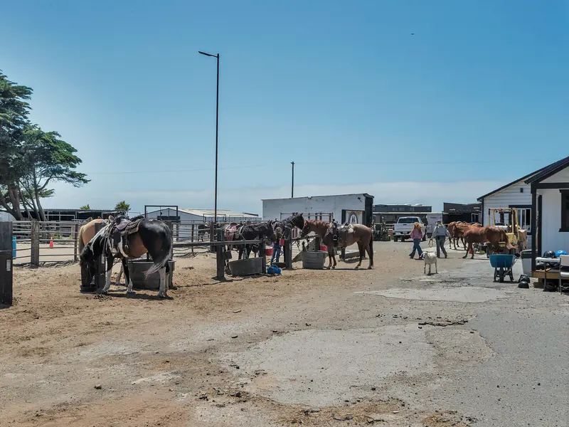 Staff getting horses ready at the hitching rails before the morning rides