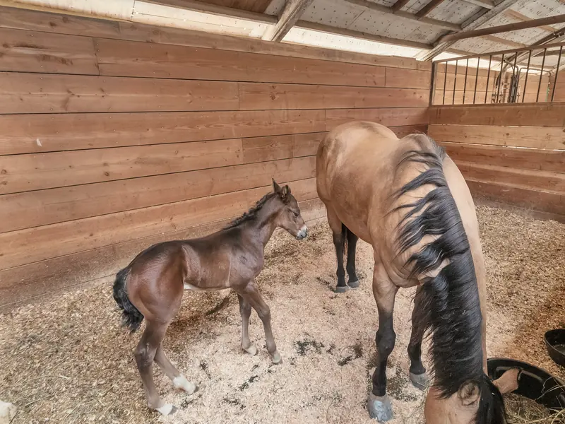 A mare and her foal in a stall bedded with shavings