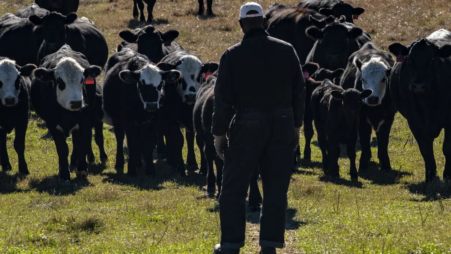 A rancher walking into a pasture as black and black-baldy cattle come toward him