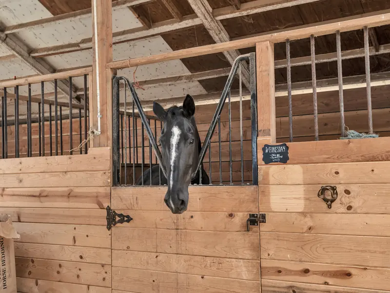 A black horse with a white stripe looking over her stall door