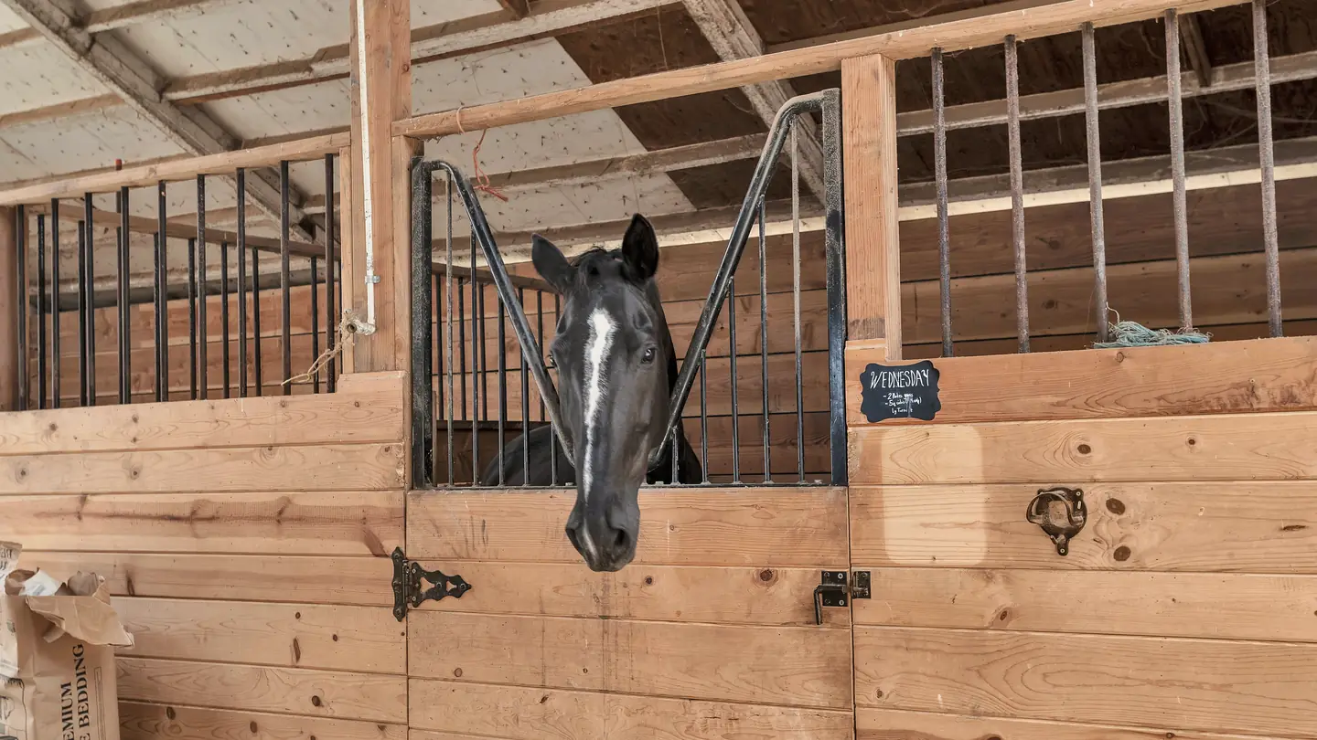 A black horse with a white stripe looking over her stall door